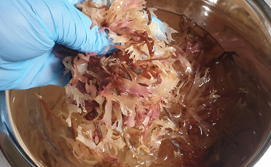 Soaked Irish Moss